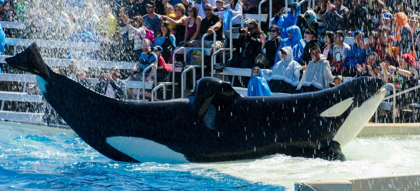 Sea World Orlando Florida One Day Touring Plan for Under 5's