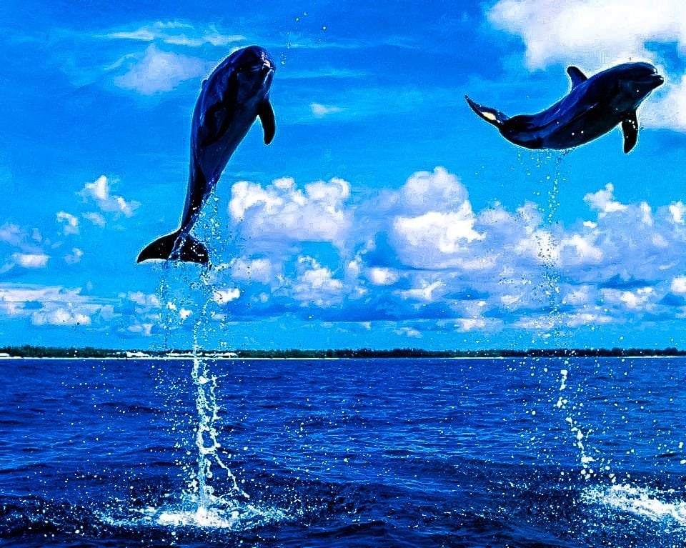 Dolphins Tamarin Mauritius with Kids