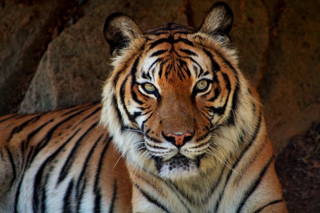 Taman Safari https://www.flickr.com/photos/phalinn/16441401132/in/photolist-r3StKj-frAsUm-9oPYGV-9oPXnP-37A8Q9-6mtEQF-frm7RT-34dXSG-qJLcUd-342zYx-z5FuE3-rFMfpT-rpbwi5-7tPXLJ-rpiYQk-7uFvQs-36ycuv-rpbwJq-35twWR-rawRT5-8P6xCZ-rFEDDt-r3R7m9-ccz3vj-r3VJpr-36CUTQ-rpfkJy-cb9CLG-975BKs-7x163M-9dDHET-zK6aEh-342zbx-342CXe-9oSZjb-9oQ1tn-A2FjQe-35tD2r-rpcxAf-9oPT5r-A3BJoK-z5DyV1-zK4zrG-A3BNTr-342E52-zK4Apd-rFFMz6-z5DF1Y-A2FooB-z5NeLF