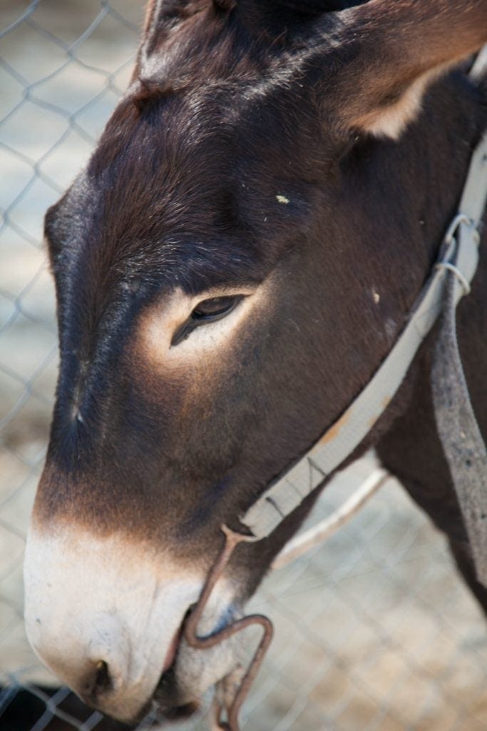 Donkey Safari at Apesia Hills Donkey Sanctuary Limassol Cyprus www.minitravellers.co.uk