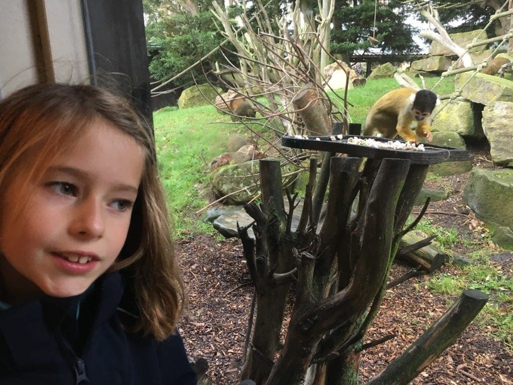 Rainy Day at Drusillas Park