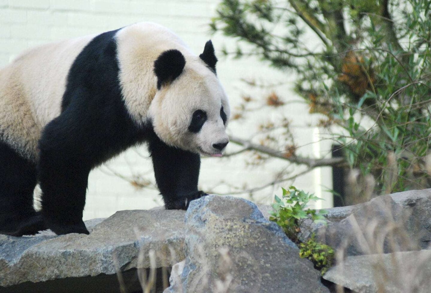 Edinburgh Zoo