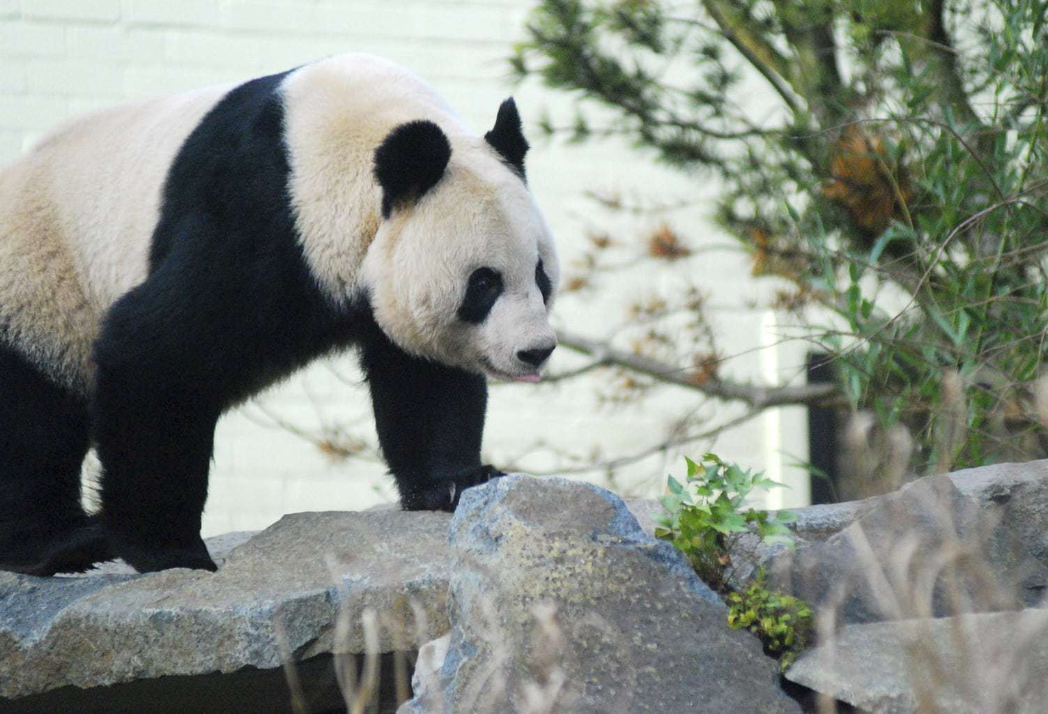 Edinburgh Zoo