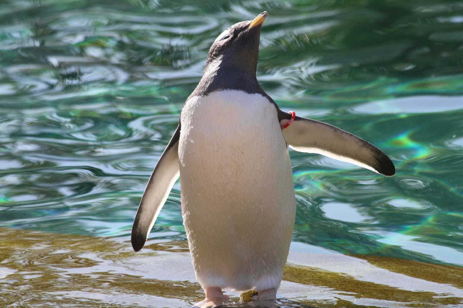 Edinburgh Zoo