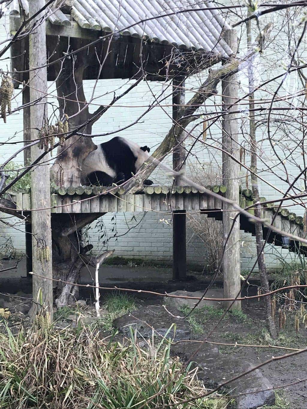 Mini Travellers A-Z of Edinburgh Zoo | Tips & Tricks