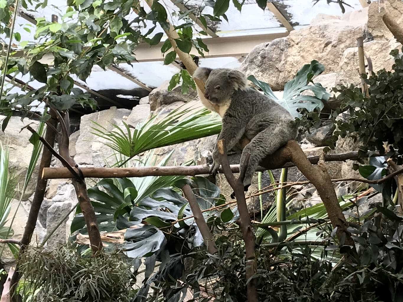 Mini Travellers A-Z of Edinburgh Zoo | Tips & Tricks