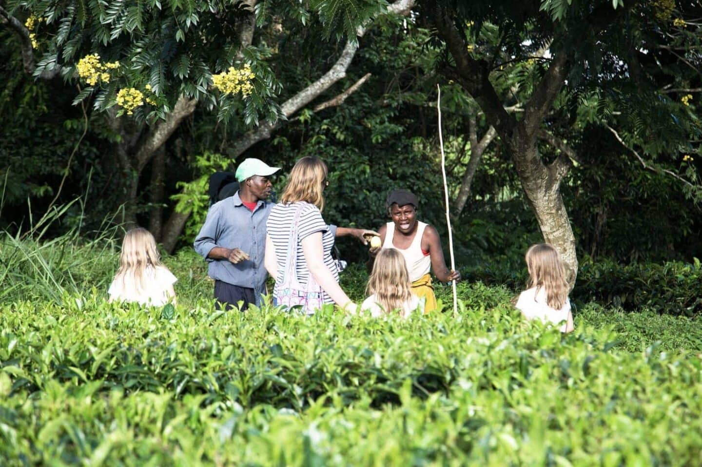 Satemwa Tea Estate