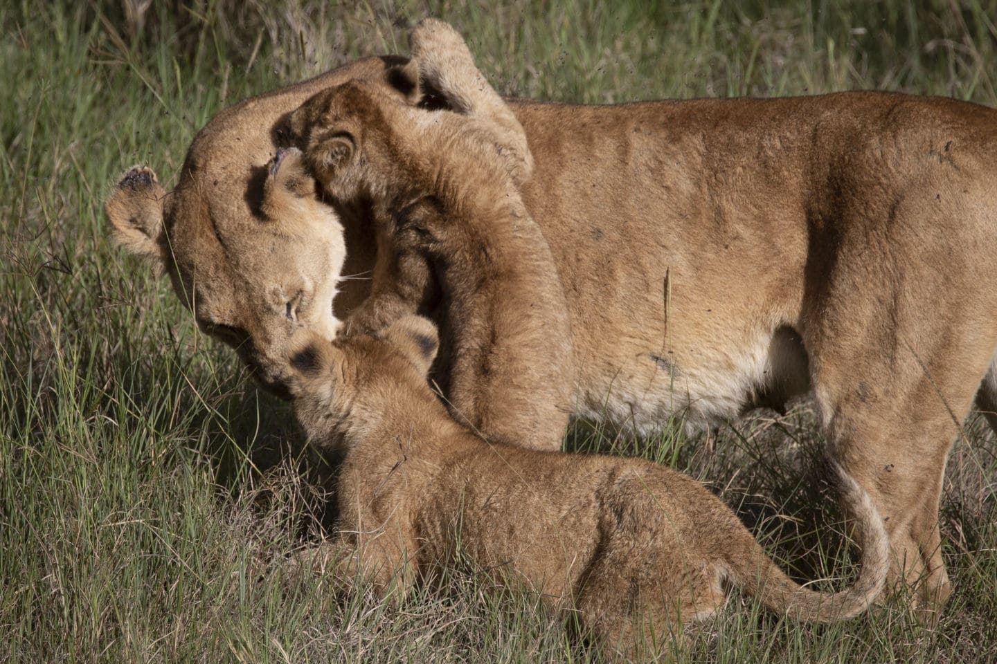 Serengeti Pioneer Camp, Tanzania | Tanzania Family Adventure Holiday