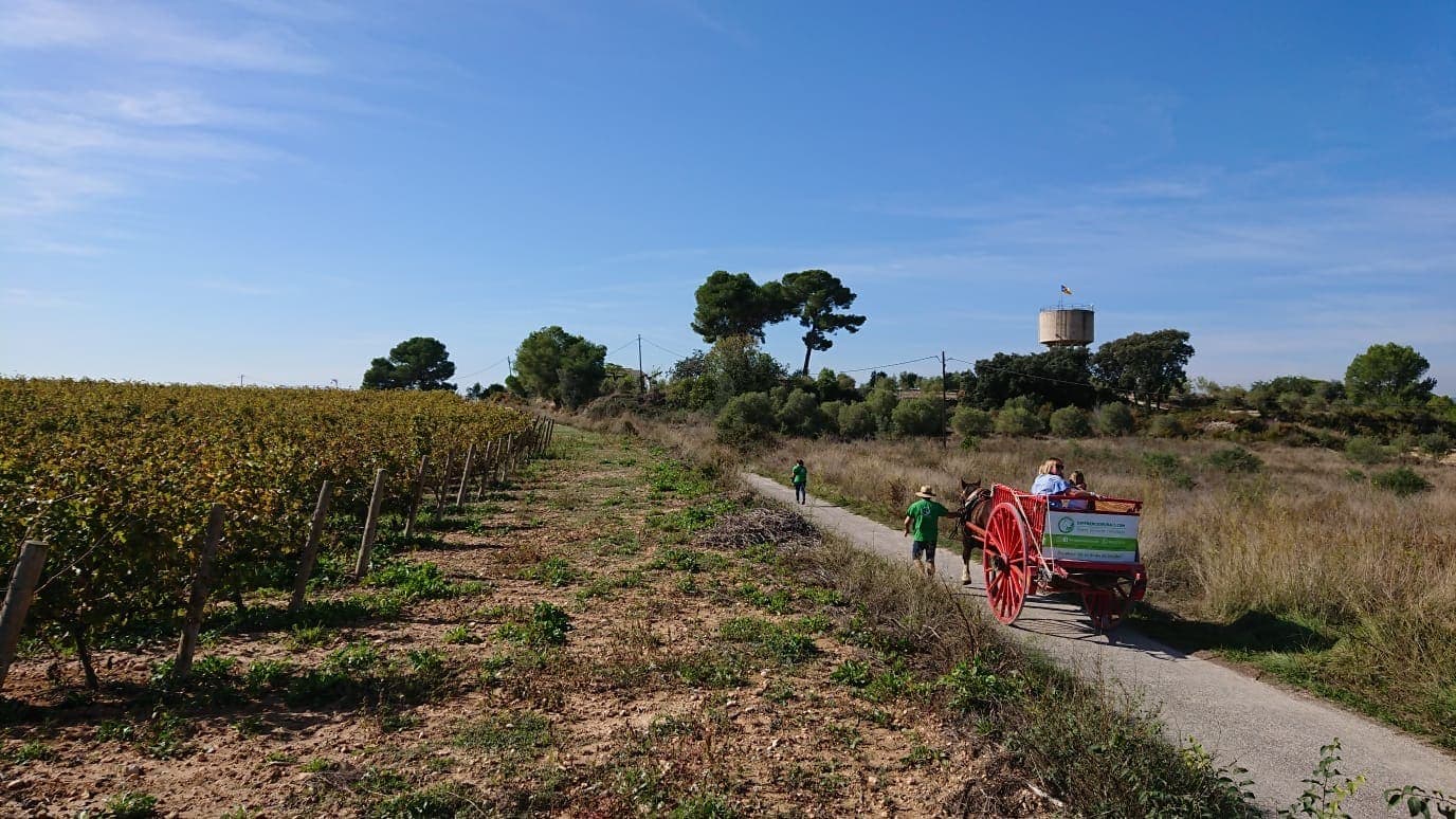 Wine tasting at a Vineyard in Spain with Kids – Adernats Cellar