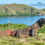 Walking With Dragons: Taking A Trip to Indonesia With Children