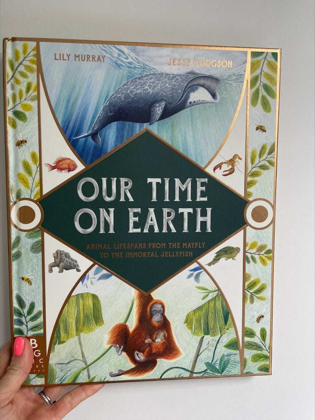 Our Time on Earth - Lily Murray (author), Jesse Hodgson (illustrator), Big Picture Press (imprint of Bonnier Books) (publisher)