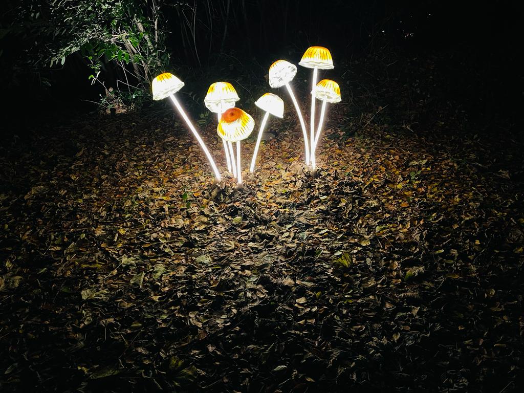 Heligan Night Garden | Review