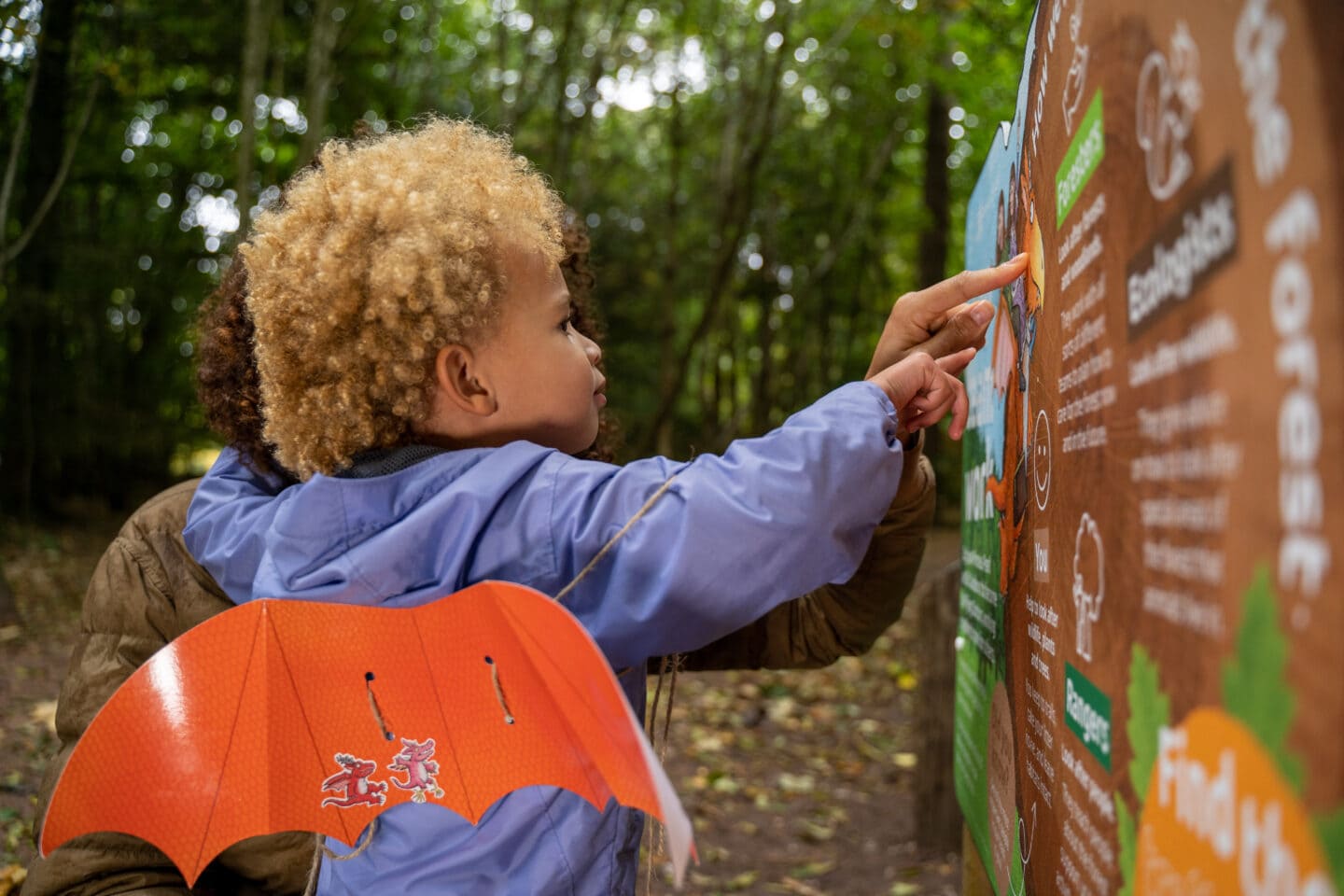 FREE Activity Trail: Zog Trail is the new Forestry Commission Trail