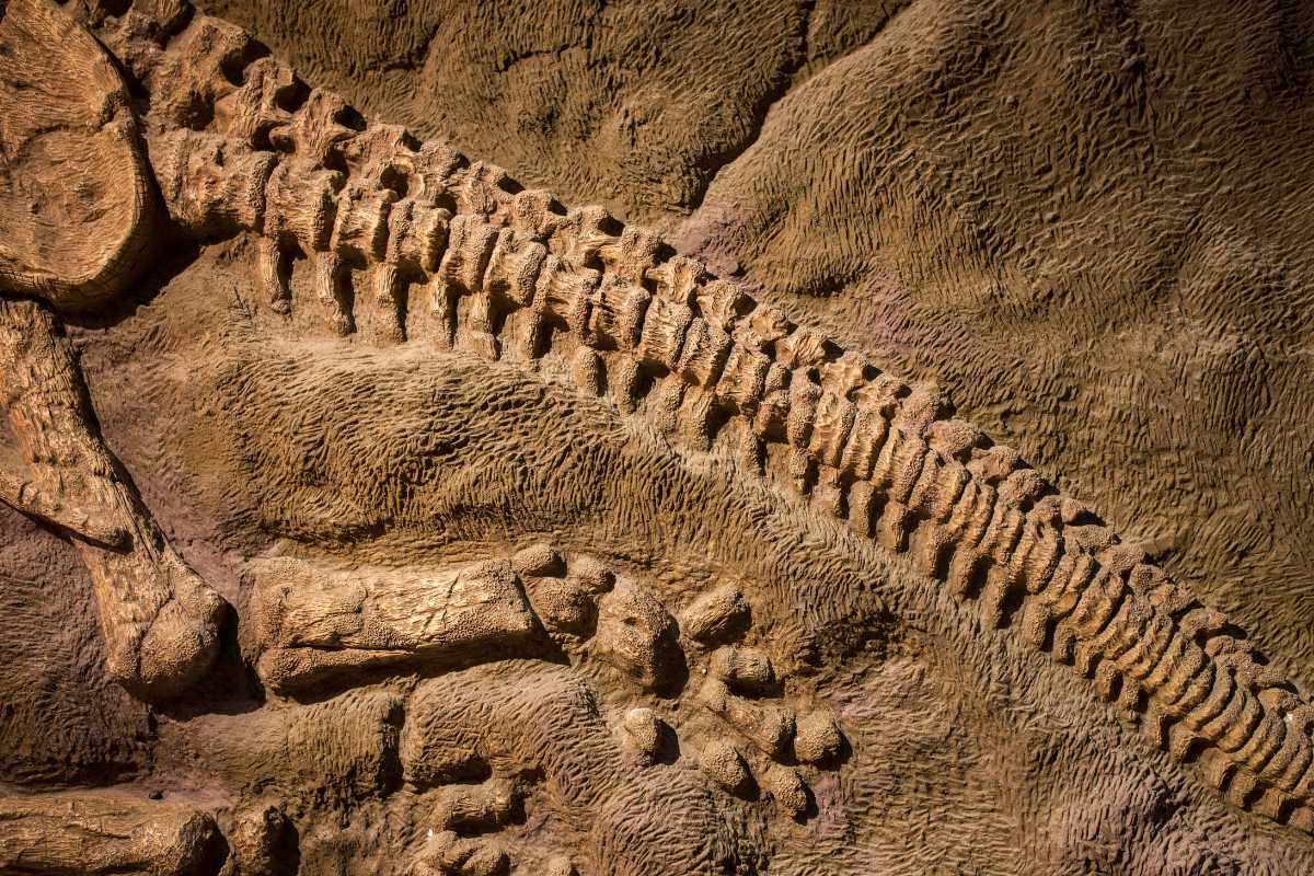 Dinosaur Museums to visit