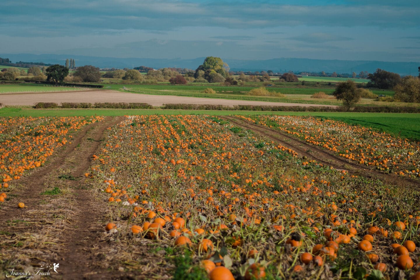 Yorkshire Pumpkins | Picking Pumpkins in Yorkshire
