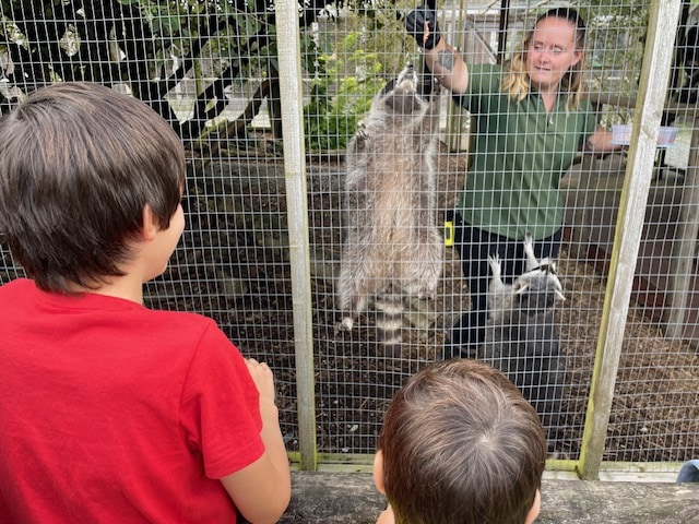 I highly recommend visiting Screech Owl Sanctuary and Animal Park if you are ever in Cornwall. We had a brilliant day, learnt lots about owls and wildlife and made some brilliant memories.