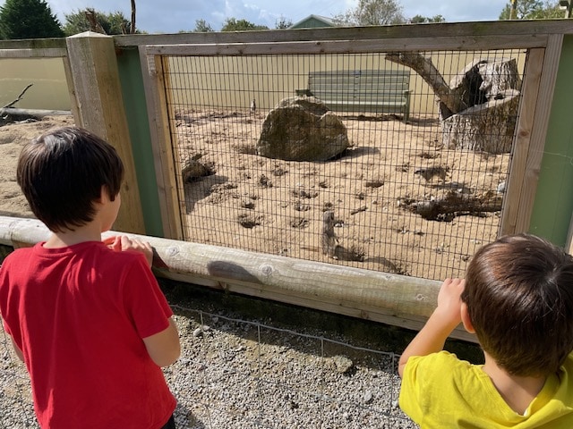 I highly recommend visiting Screech Owl Sanctuary and Animal Park if you are ever in Cornwall. We had a brilliant day, learnt lots about owls and wildlife and made some brilliant memories.