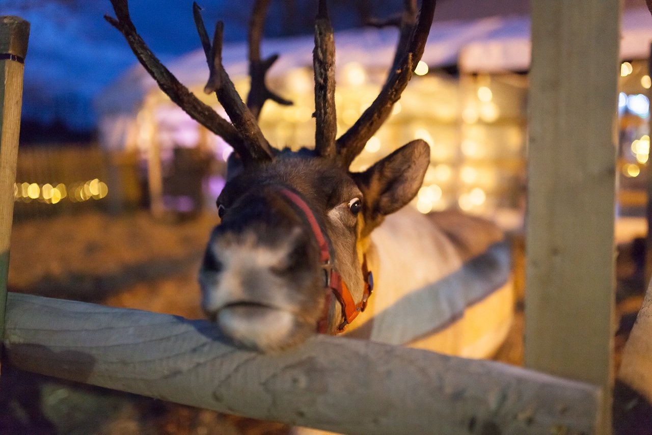 Enchanted Christmas Kingdom at Hatton Country World