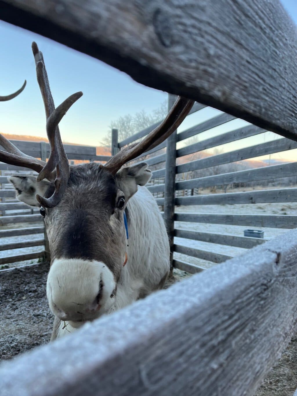 Finnish Lapland Holiday