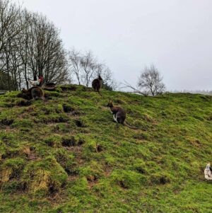 Review of Matlock Farm Park - Mini Travellers - Family Travel & Family ...