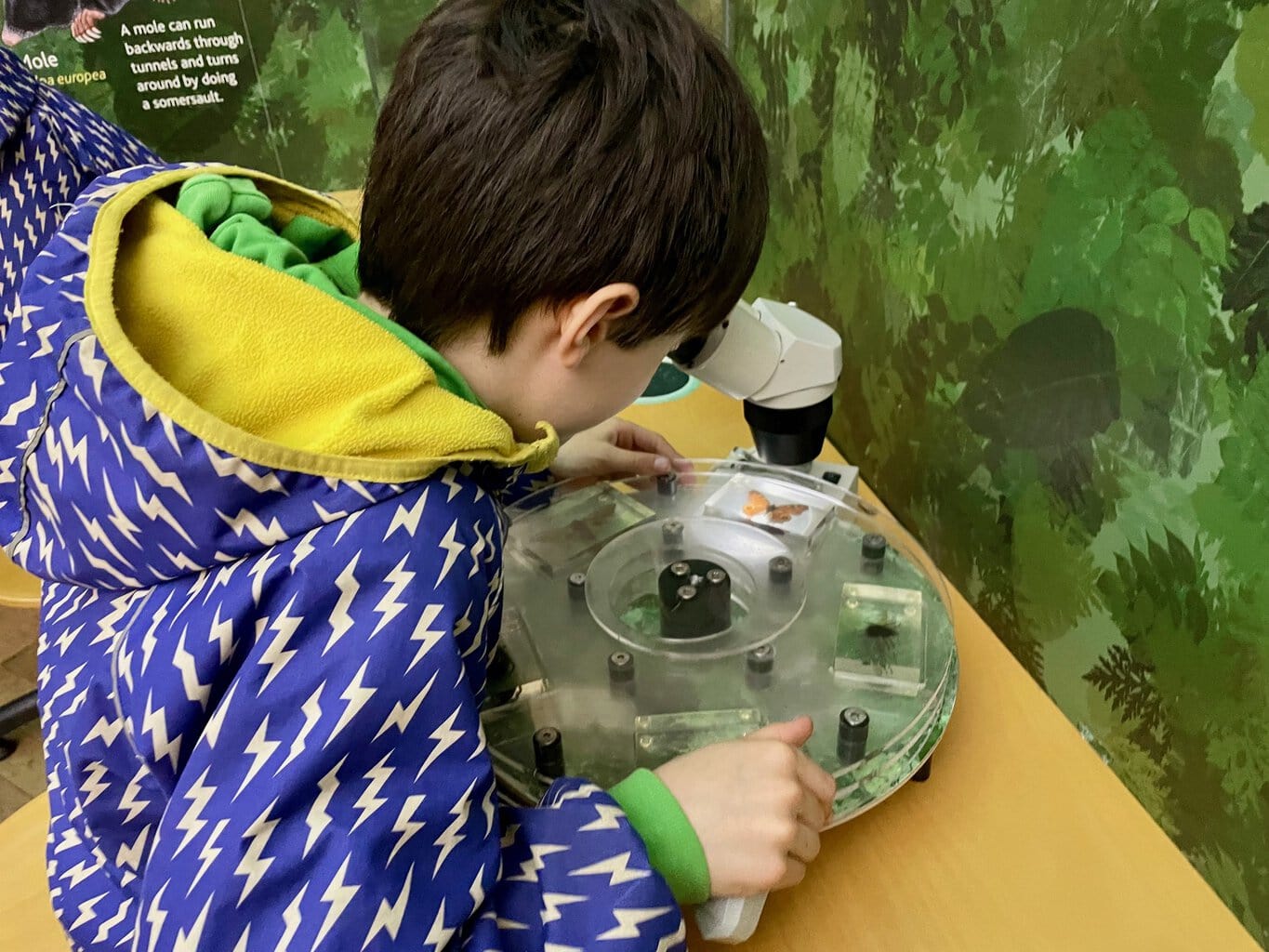 Royal Cornwall Museum