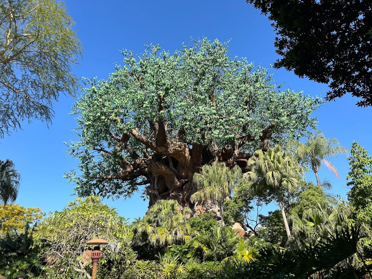 Baby friendly rides Animal Kingdom