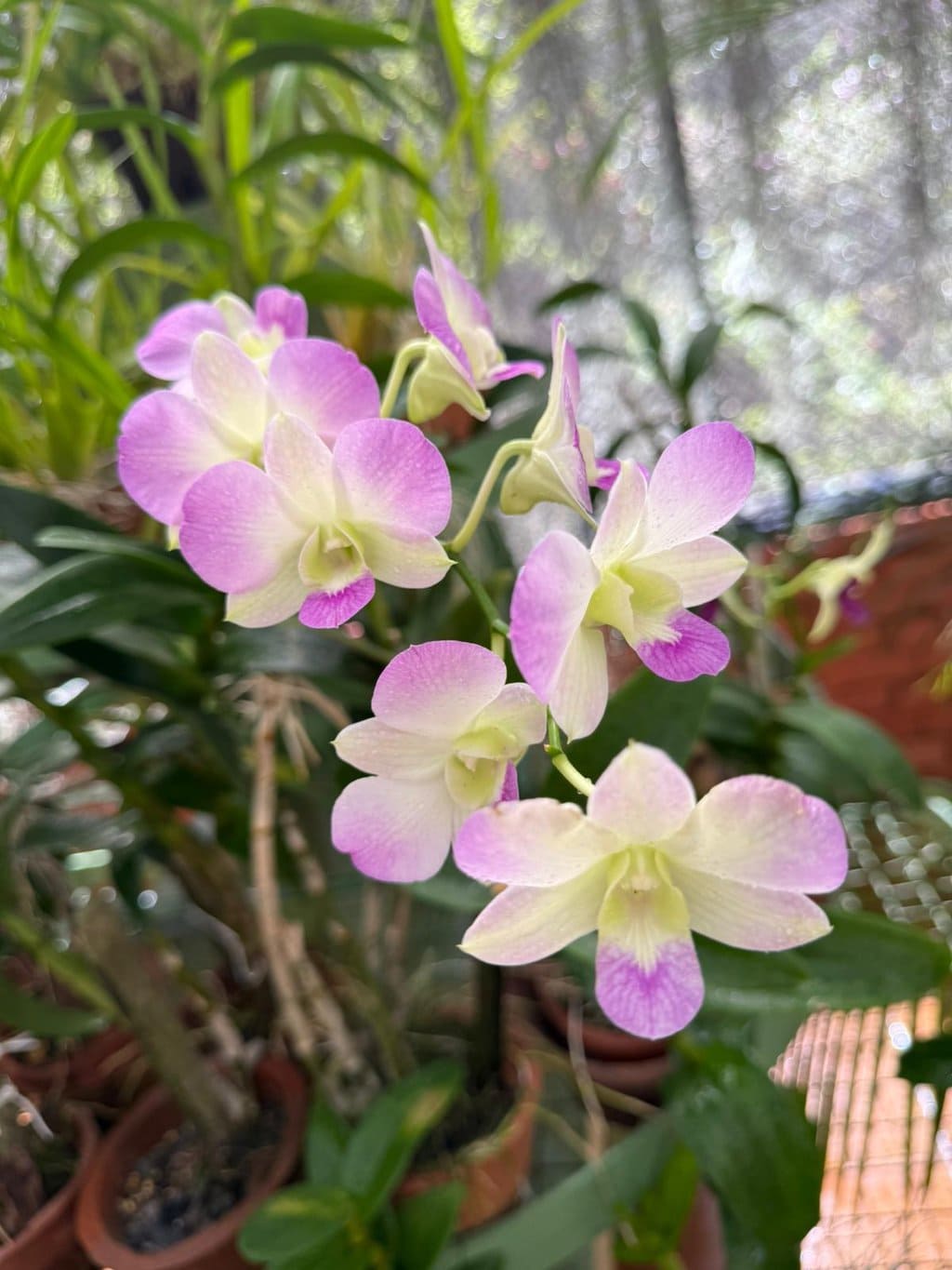 Royal Botanic Garden Kandy