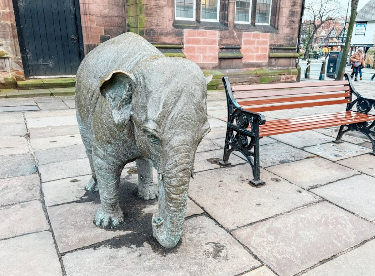 Visit Janya the Elephant in Chester