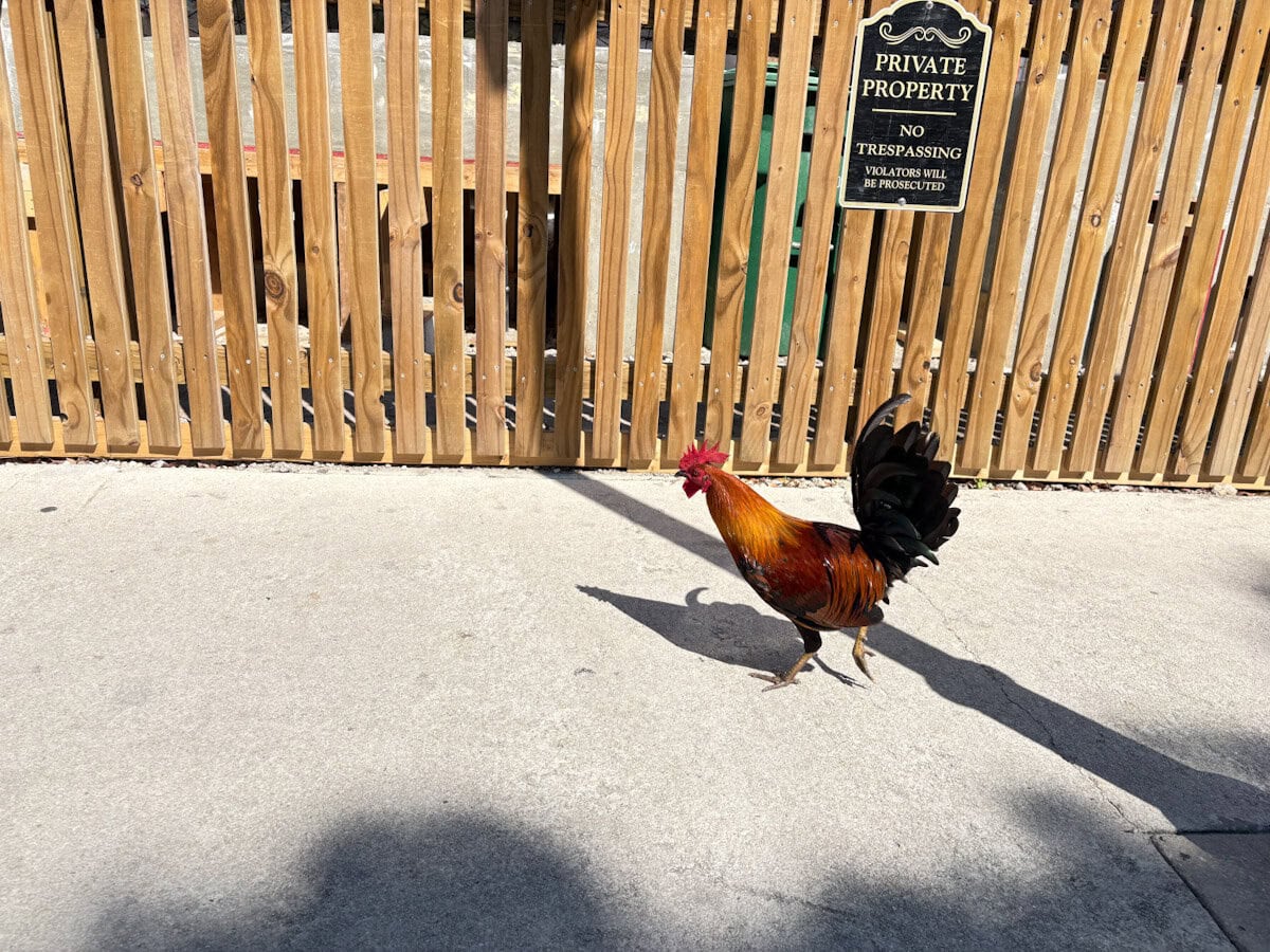 There are Chickens and Cockerals walking everwhere in Key West