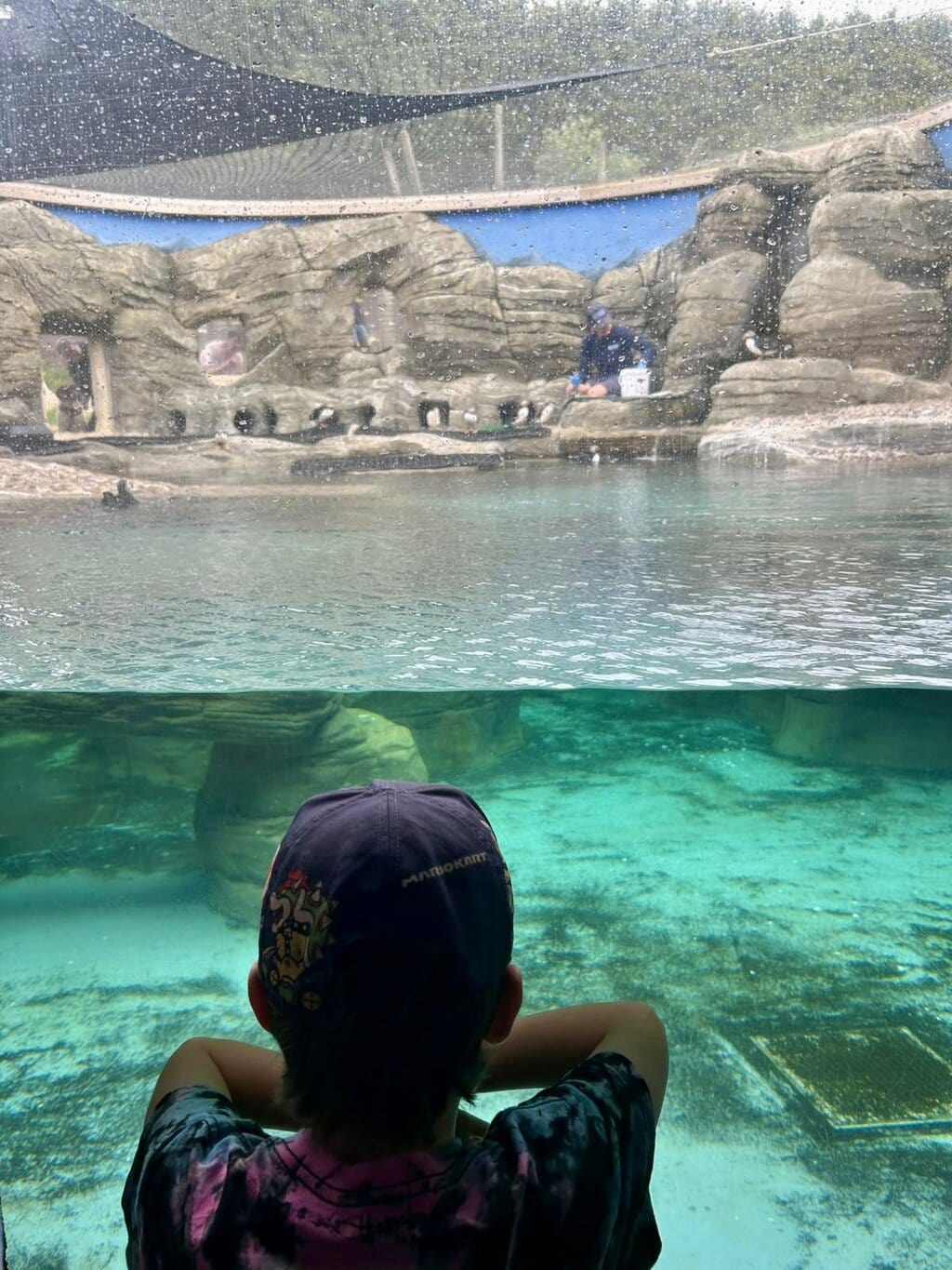 A Mini Travellers Day Out at The Cornish Seal Sanctuary