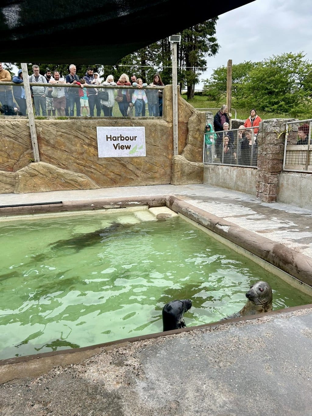 A Mini Travellers Day Out at The Cornish Seal Sanctuary