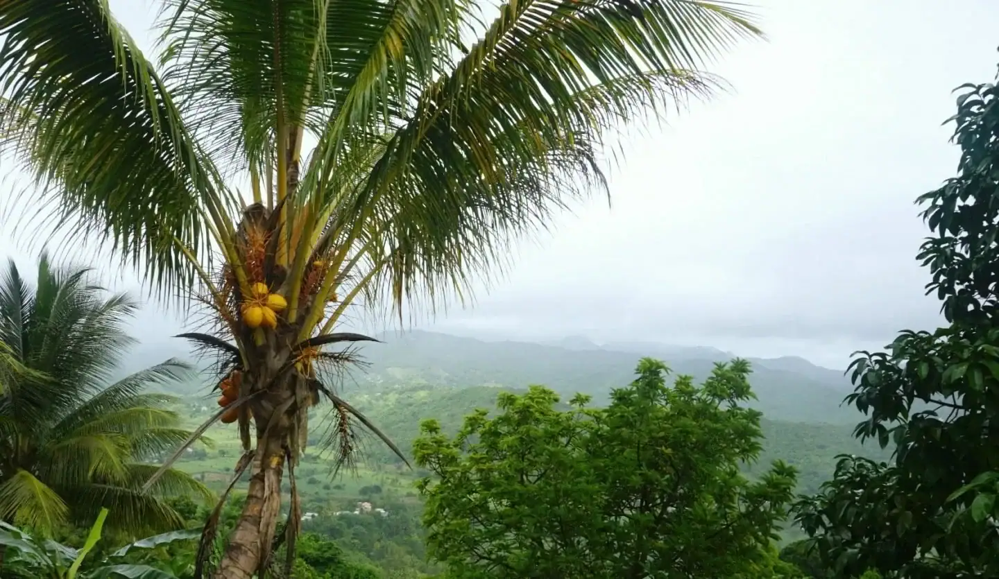 Drive Through The Rainforest Or Try Out Some Of The Activities Inside The Rainforest