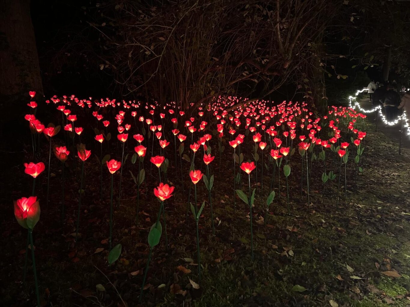 Light Up Trails at Sir Harold Hillier Gardens – A Magical Family Night Out