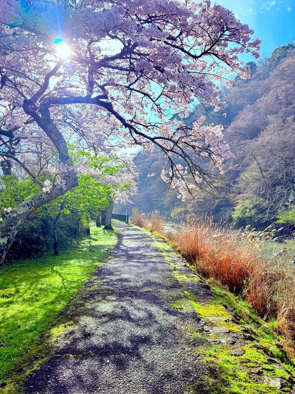 Hakone Blossom Tunnel