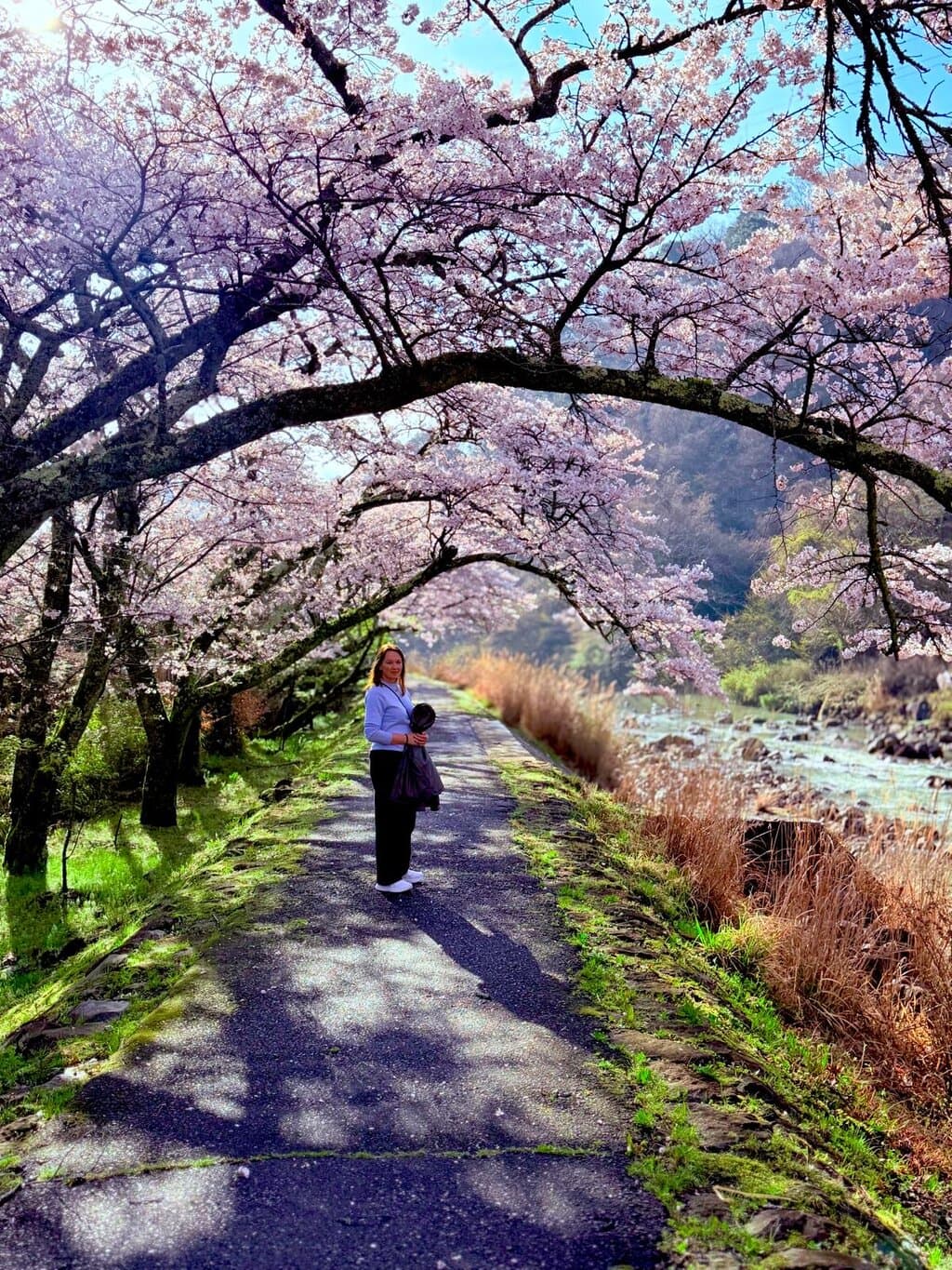 Hakone Blossom Tunnel
