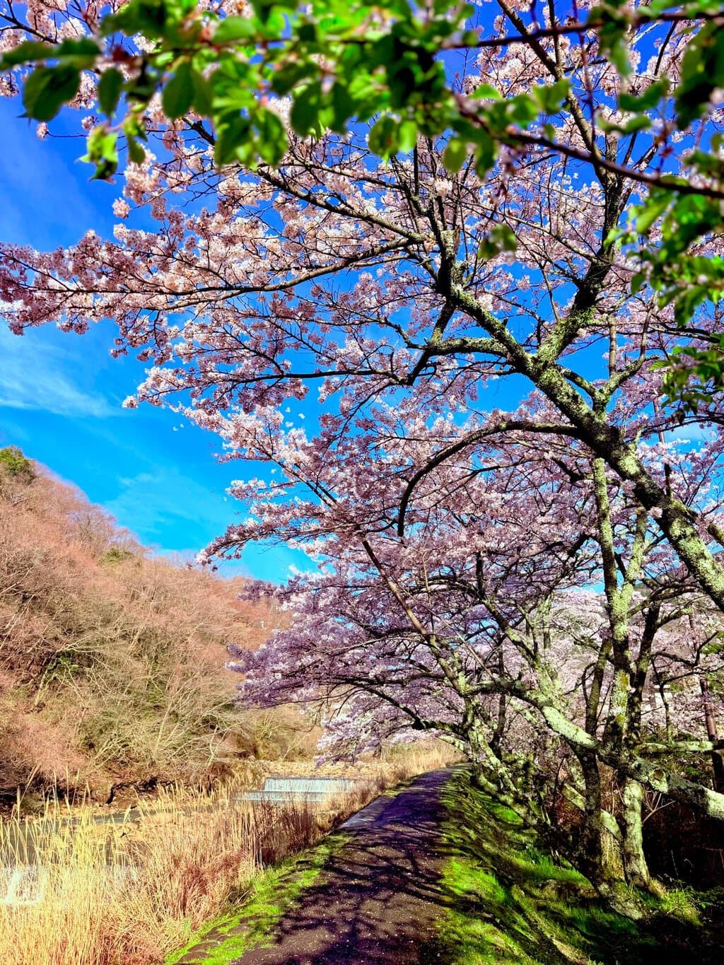Hakone Blossom Tunnel